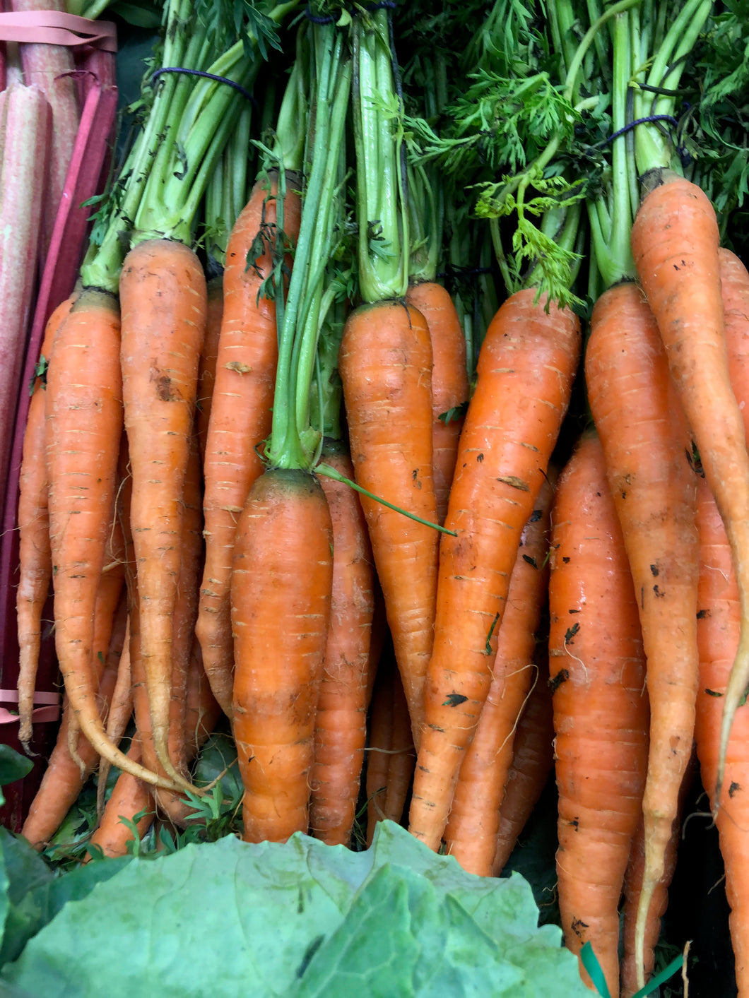 Dutch Carrots Bunch