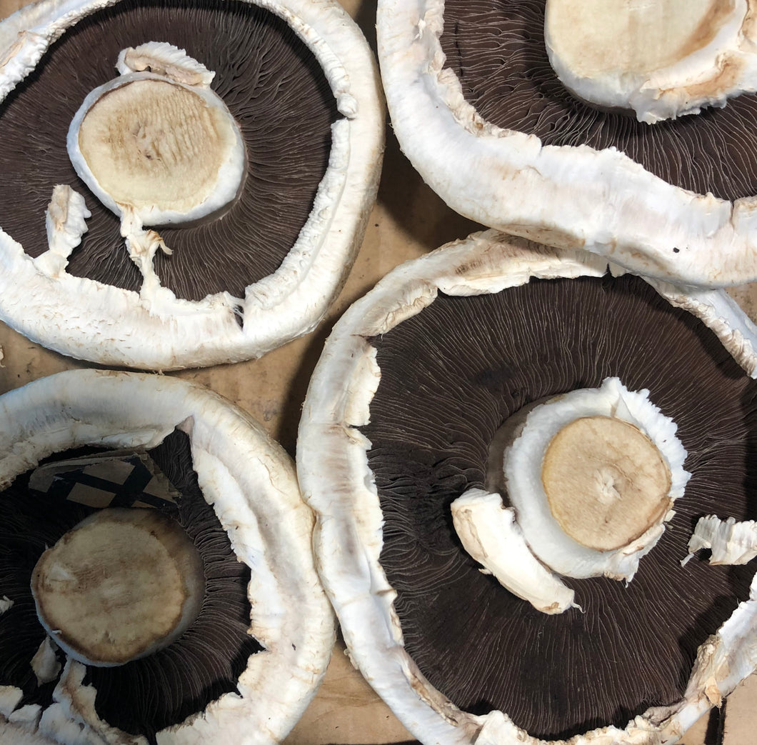 Mushroom Flat Each