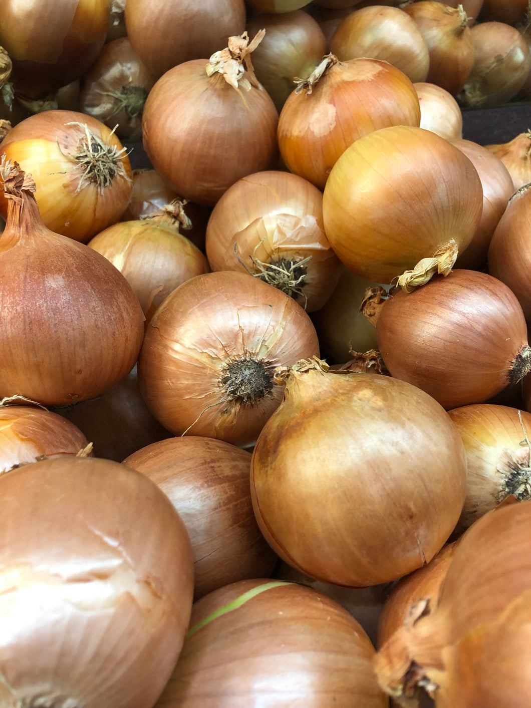 Onion Brown each
